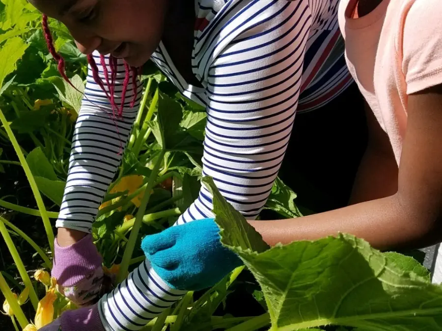 Harvesting-Squash.jpg
